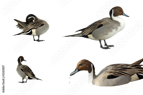 Pintail ducks isolated on white photo