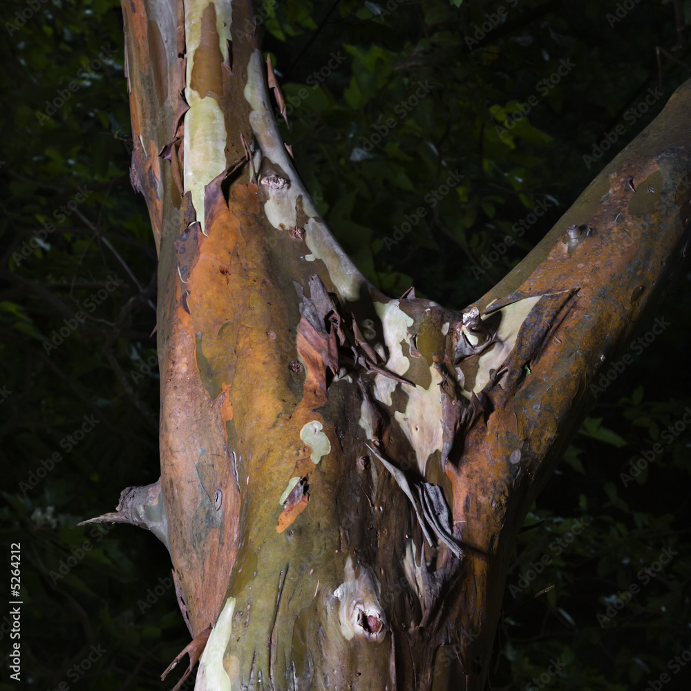 Naklejka premium Peeling bark of tree.