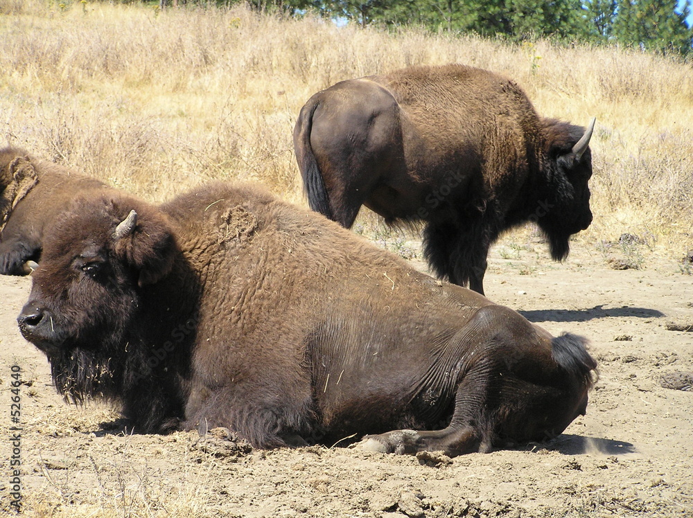Fototapeta premium Bison