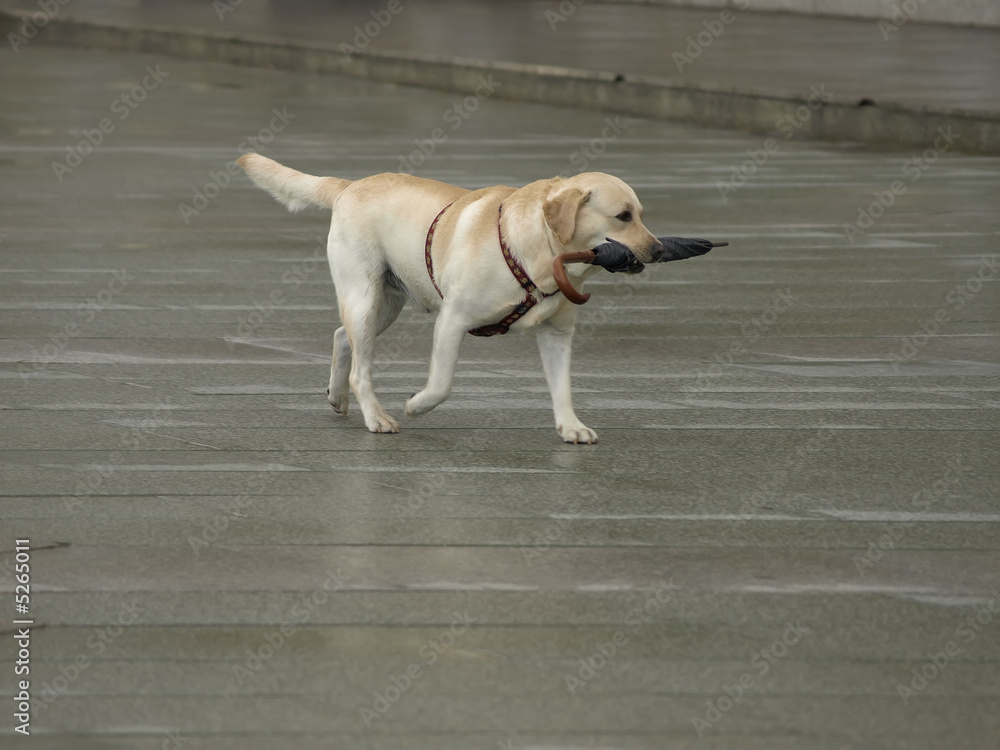 Perro con paraguas