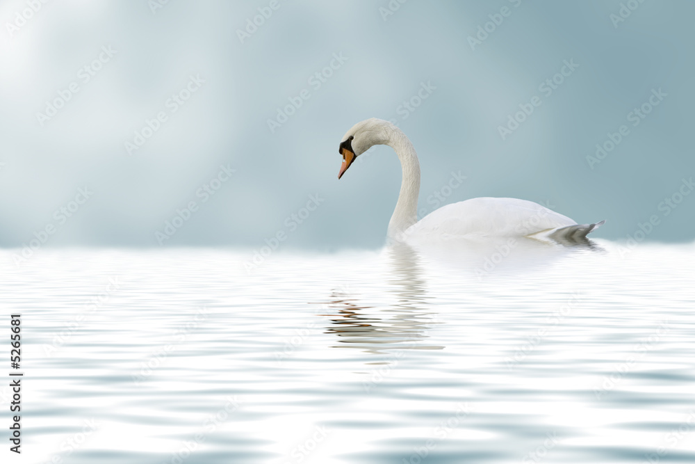 Fototapeta premium lonely beautiful swan