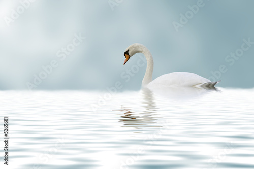 Fototapeta Naklejka Na Ścianę i Meble -  lonely beautiful swan