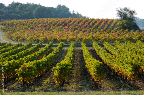 vignes pres de Carcassonne photo