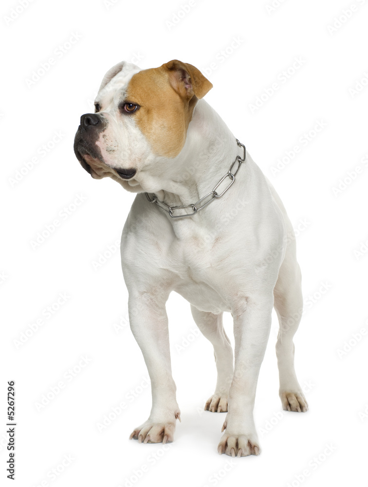 American Bulldog (4 years)