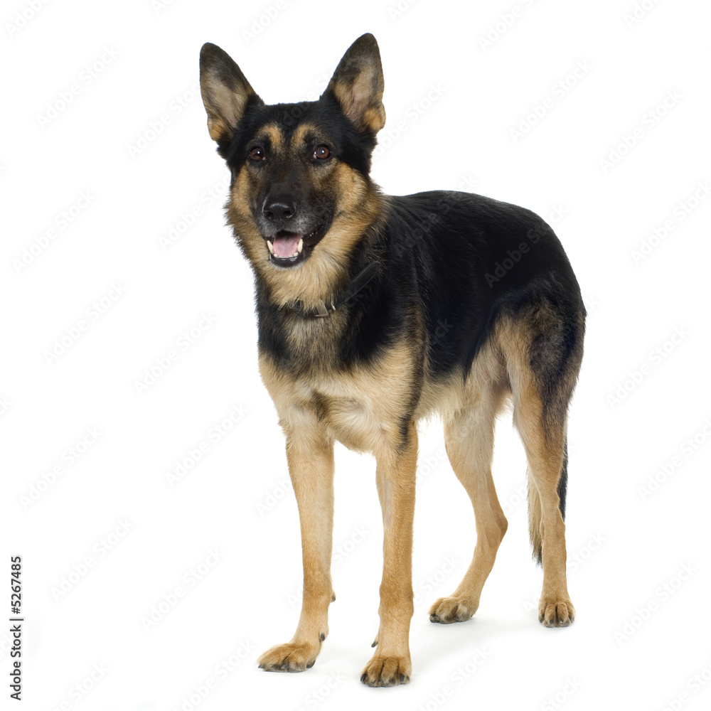 german shepherd (4 years)/ alsatian, police dog