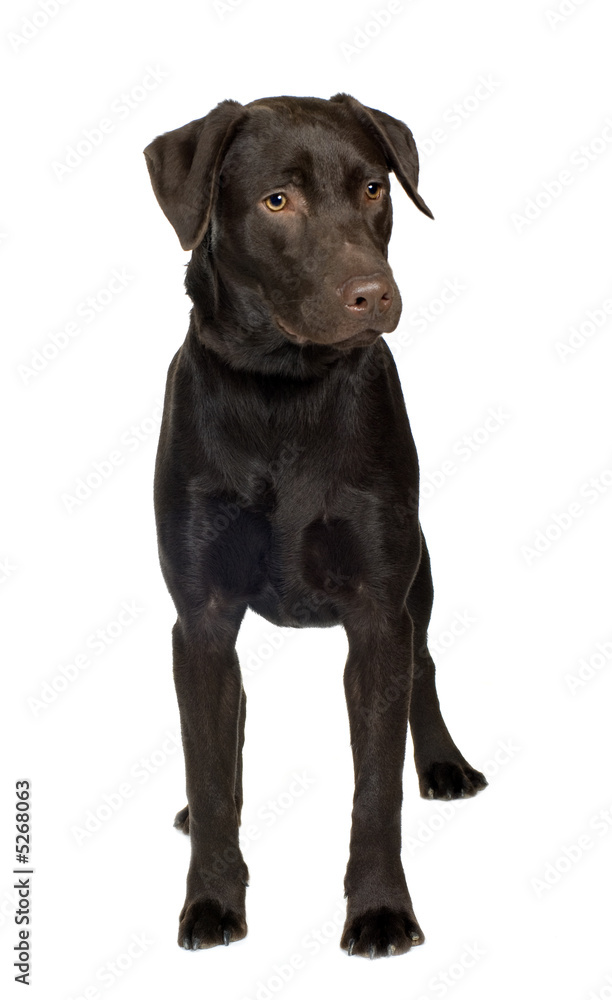 Labrador (8 months)