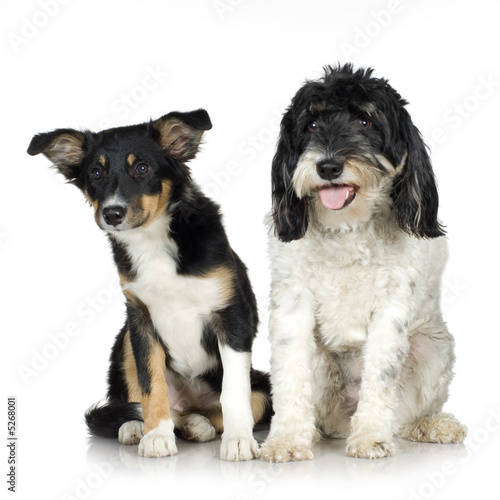 Tibetan Terrier (3 years) and puppy Border Collie (4 months) © Eric Isselée