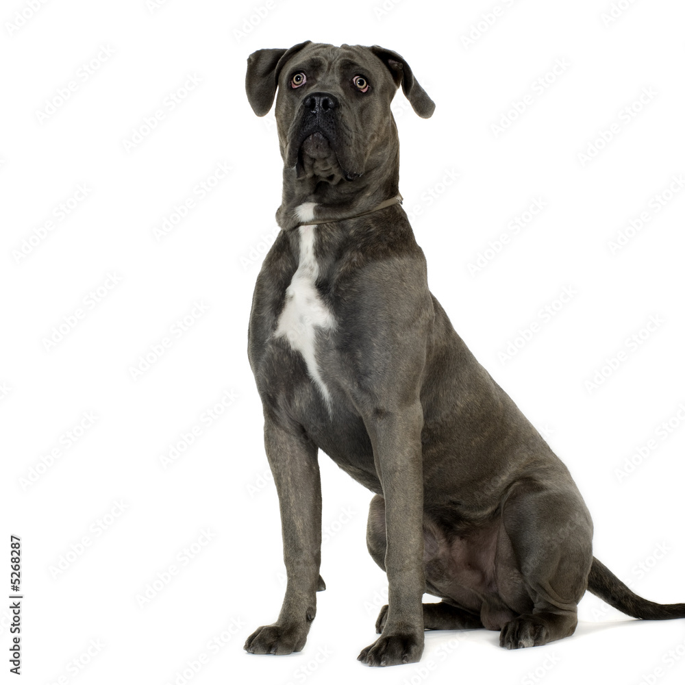 Cane Corso (9 months) Cane Corso (9 months)