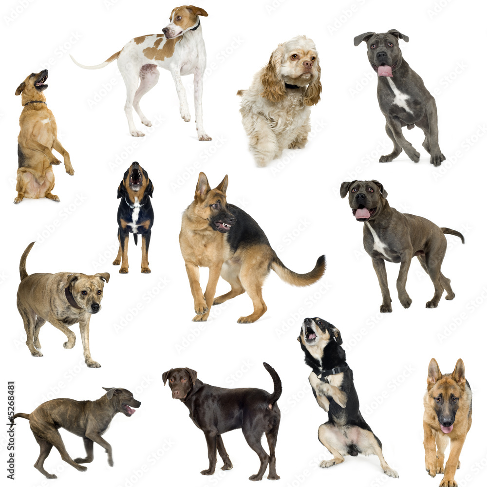 Obraz premium Collection of 12 dogs in differents position