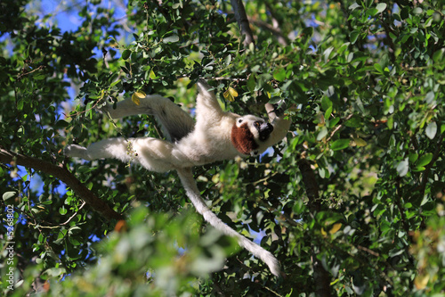 Fototapeta Naklejka Na Ścianę i Meble -  Verraux Sifika Lemurs