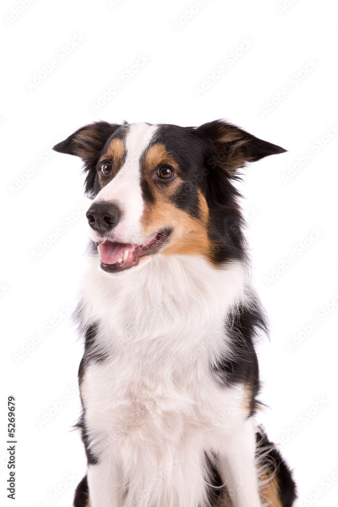 Sheepdog Sheepdog