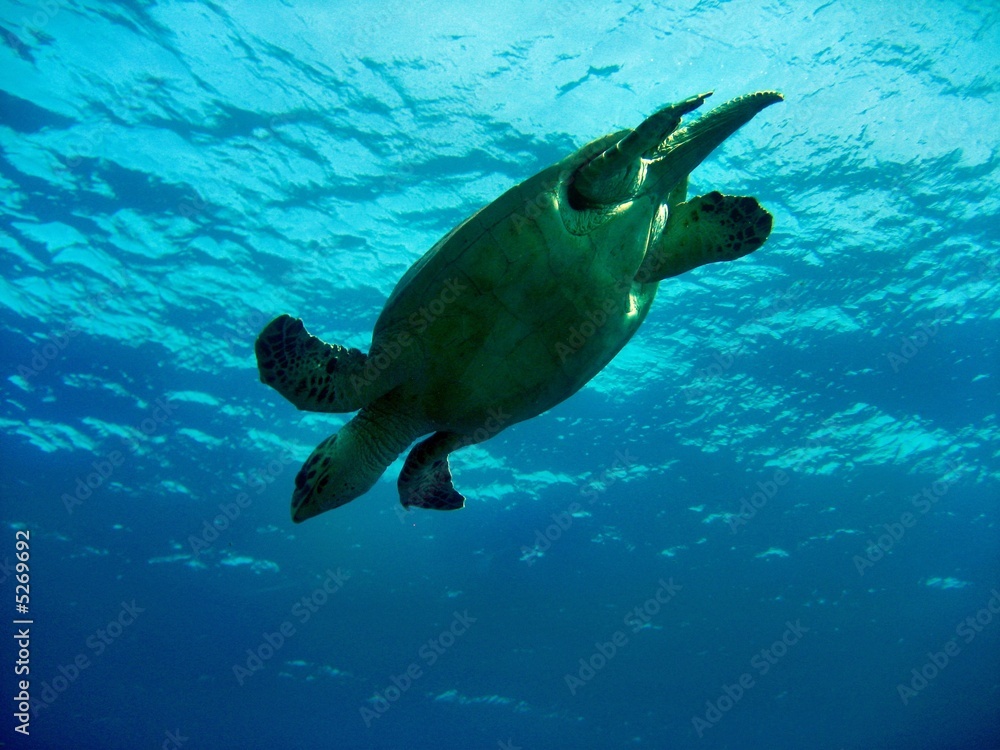 Obraz premium Caretta Schildkröte