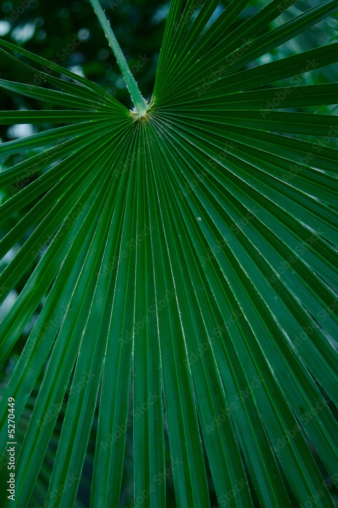 Obraz premium palm leave