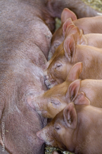 Farm animals