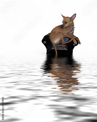 Chihuahua Reflected