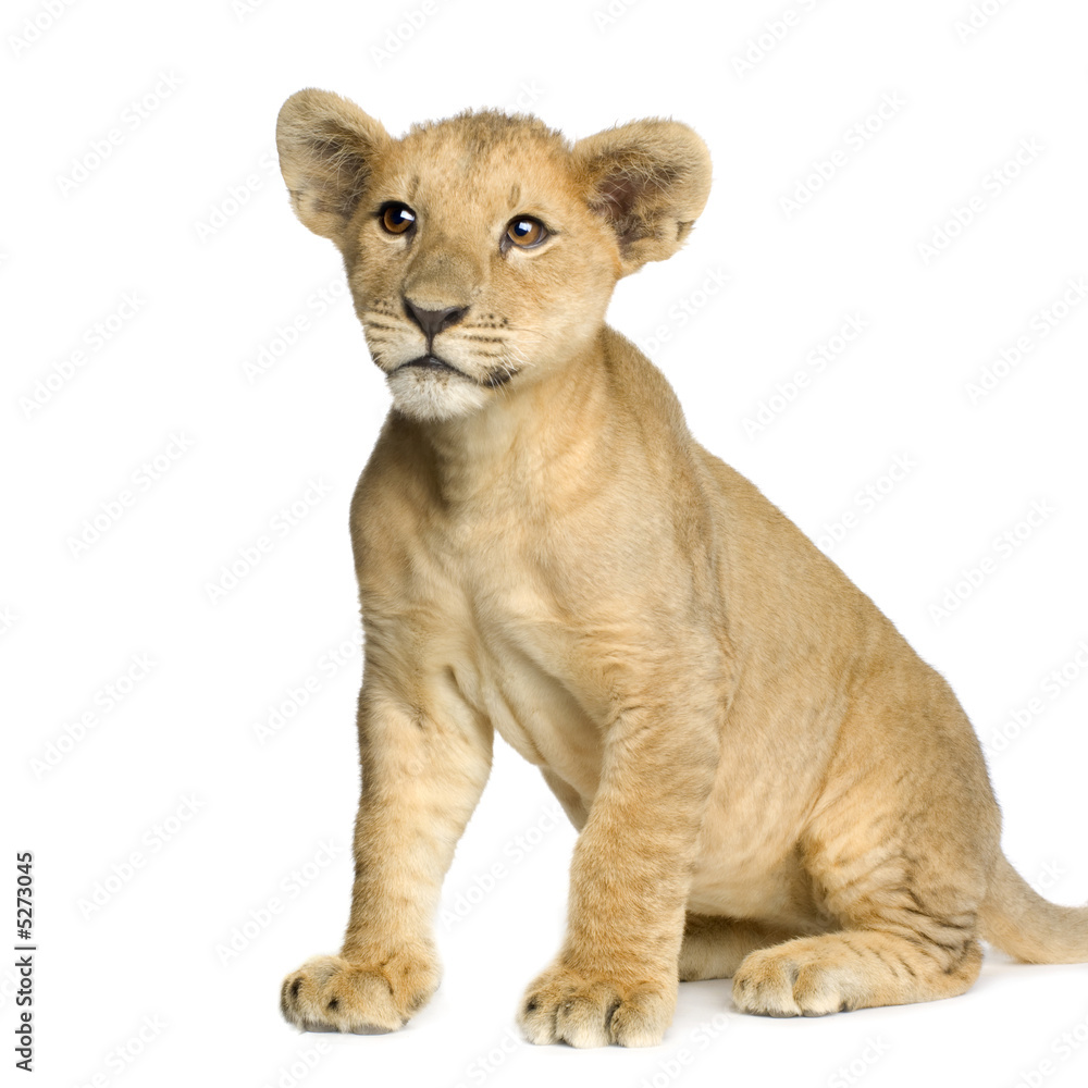 Obraz premium Lion Cub (4 months)