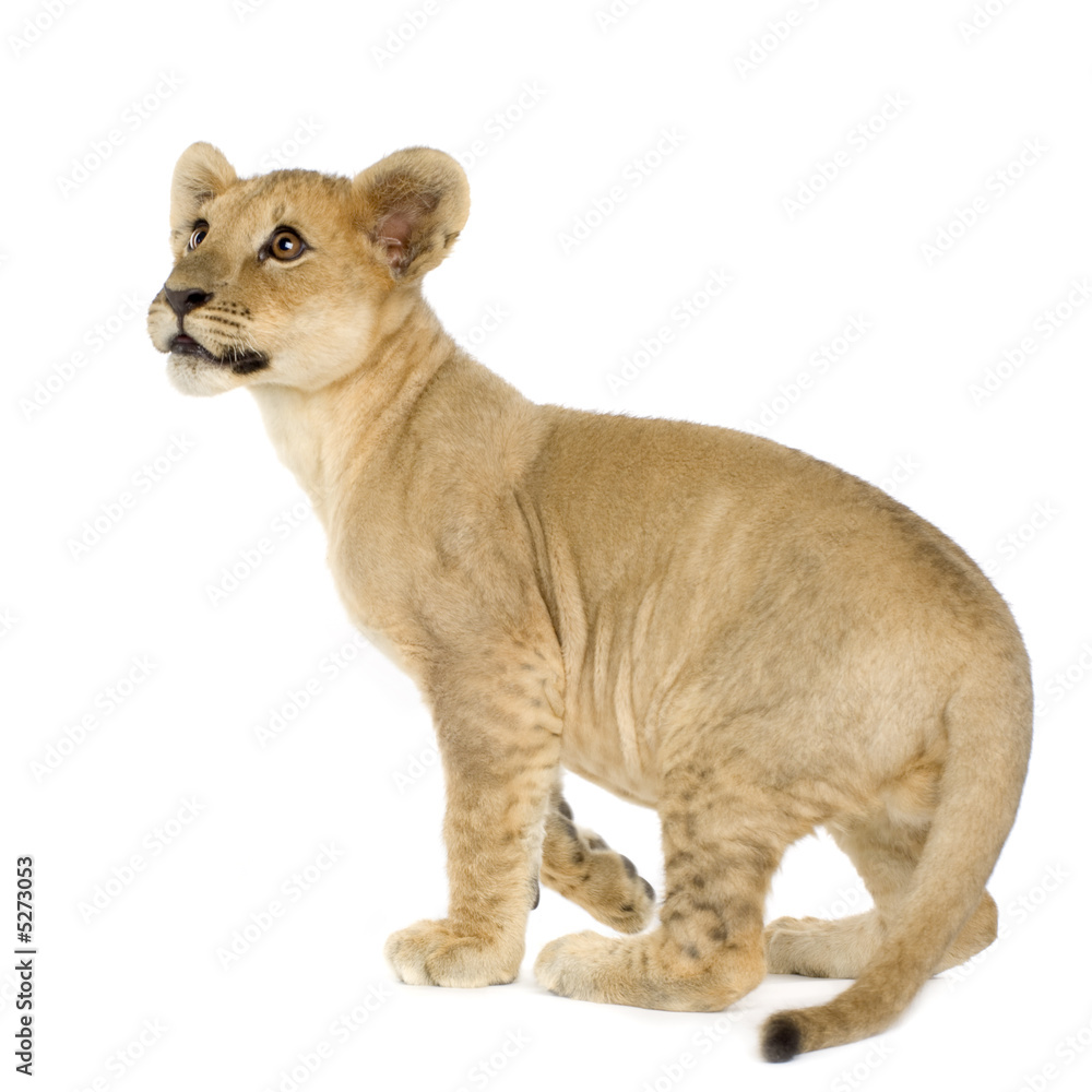 Lion Cub (4 months)