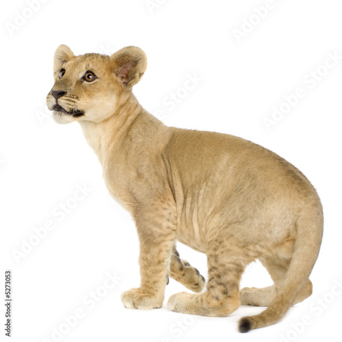 Lion Cub (4 months)