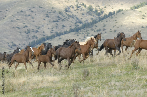 Horses stampeding © outdoorsman