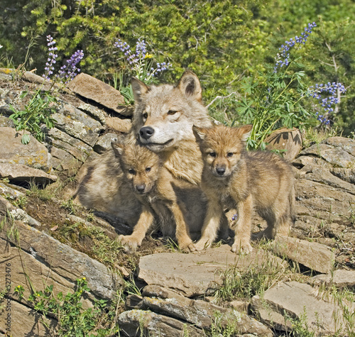 Gray wolves at den site