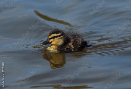 Lone Duckling