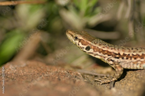 lizard closeup