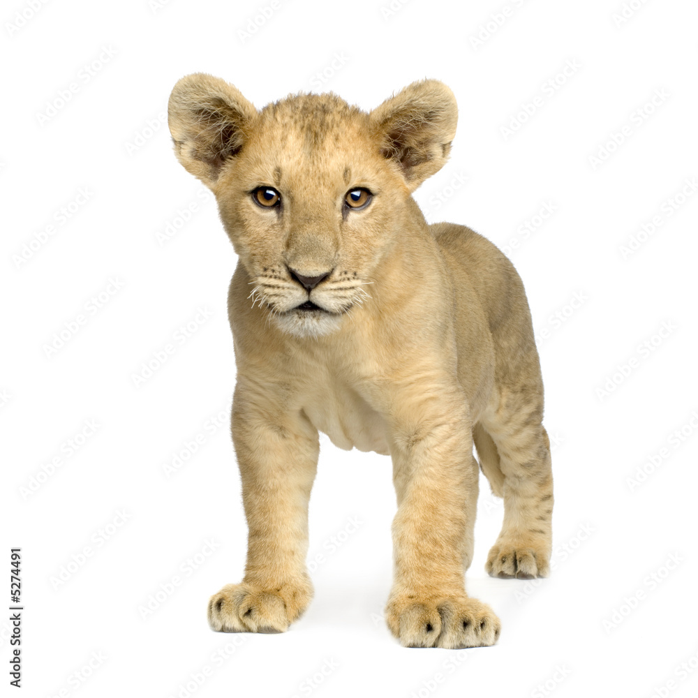 Lion Cub (4 months)