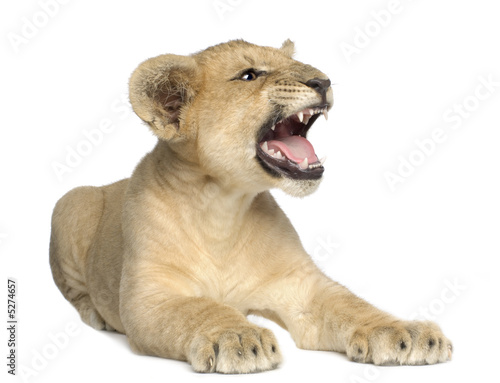 Lion Cub (4 months)