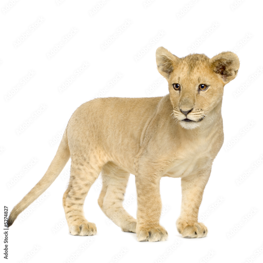 Obraz premium Lion Cub (4 months)