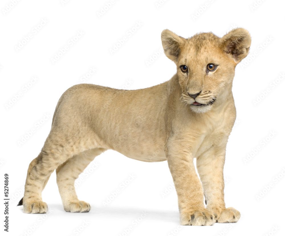 Obraz premium Lion Cub (4 months)