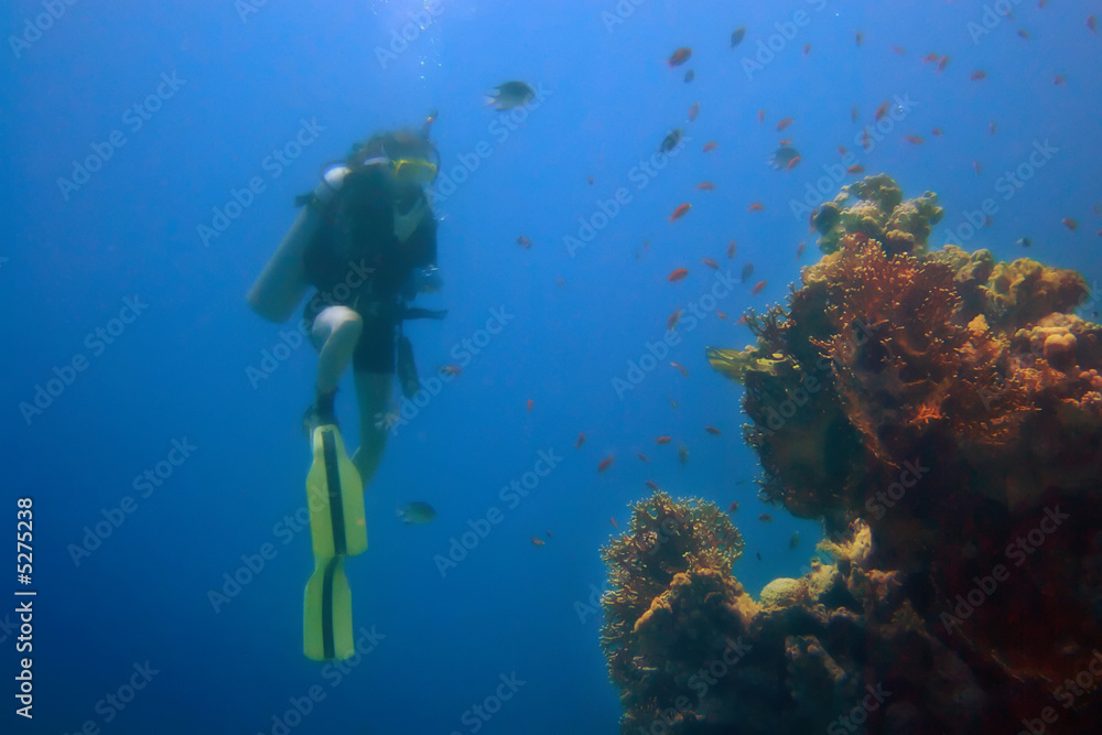 Coral reef diving