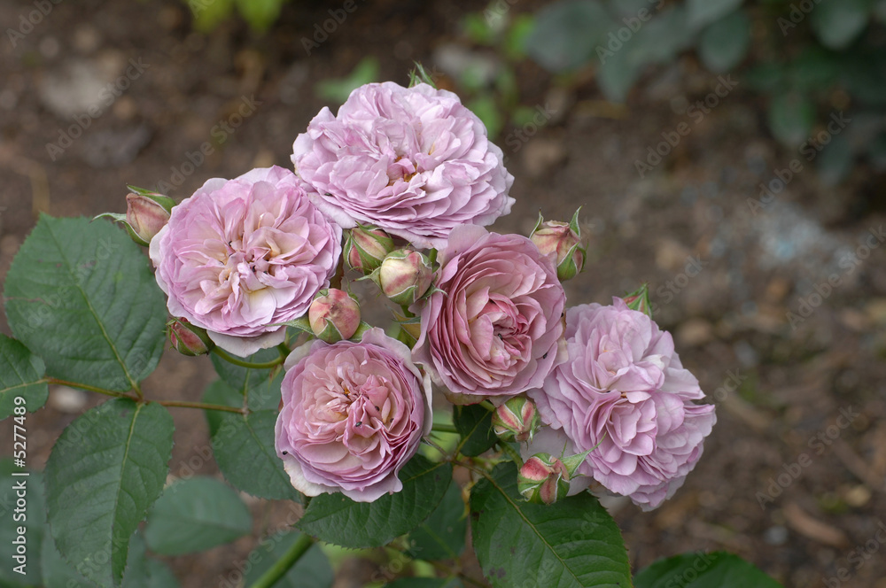 Fototapeta premium rose mauve