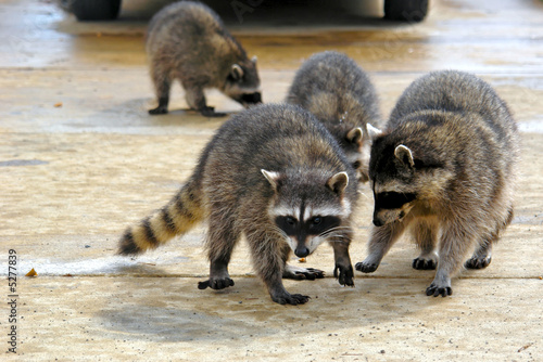 Raccoons
