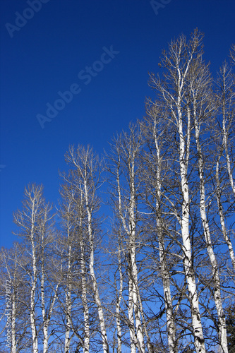 Aspen trees.