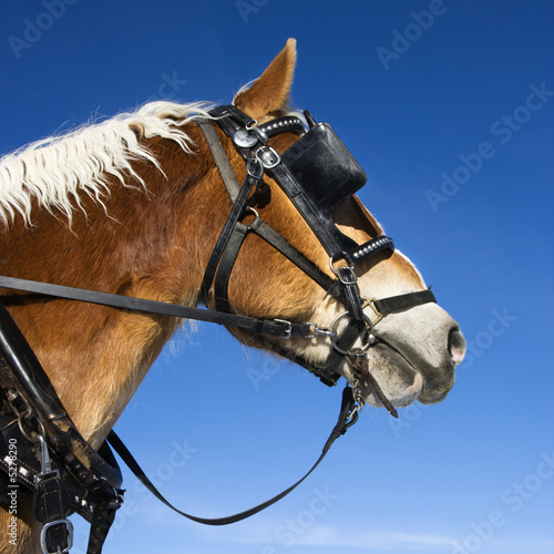 Draft horse. photo