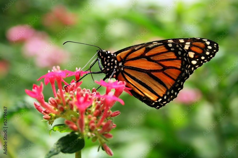 Obraz premium Butterfly