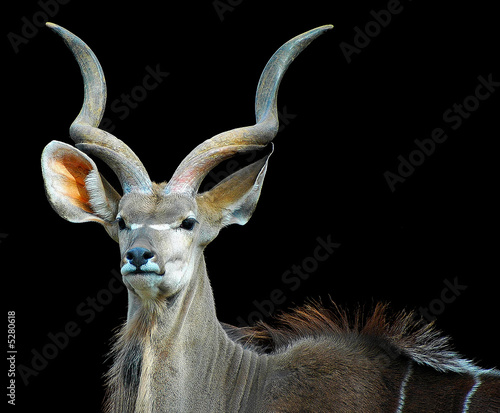 Kudu