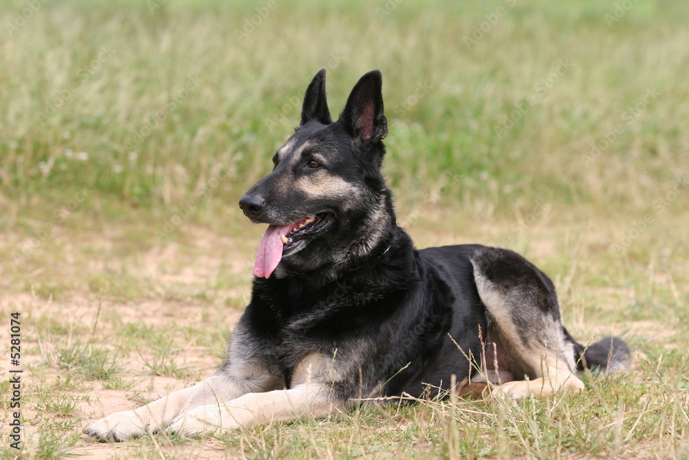 German Shepherd Dog