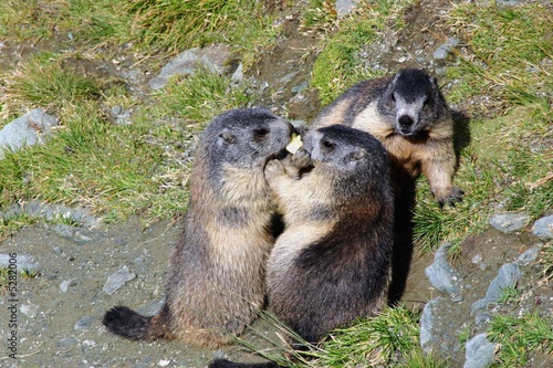 Murmeltiere