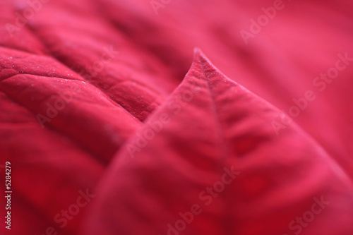 red poinsettia leaves for christmas