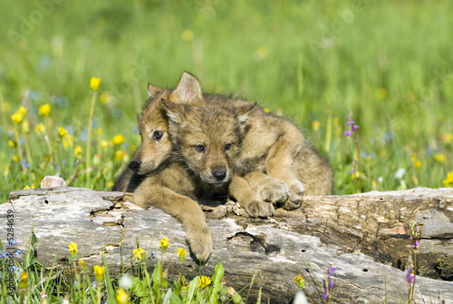 Fototapeta Wolf cubs