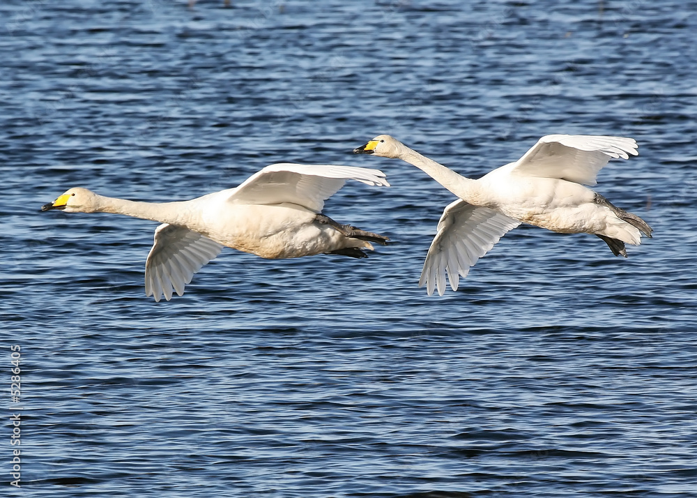 Fototapeta premium Hooper Swans