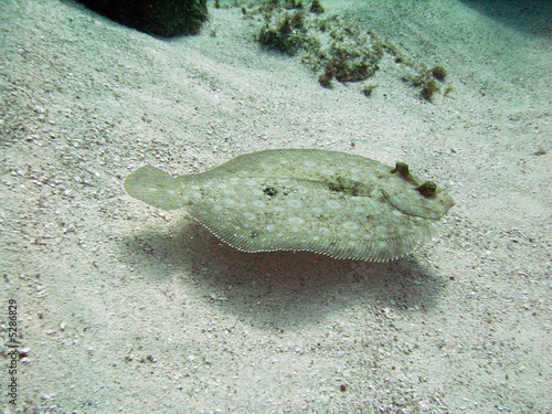 Photo peacock flounder