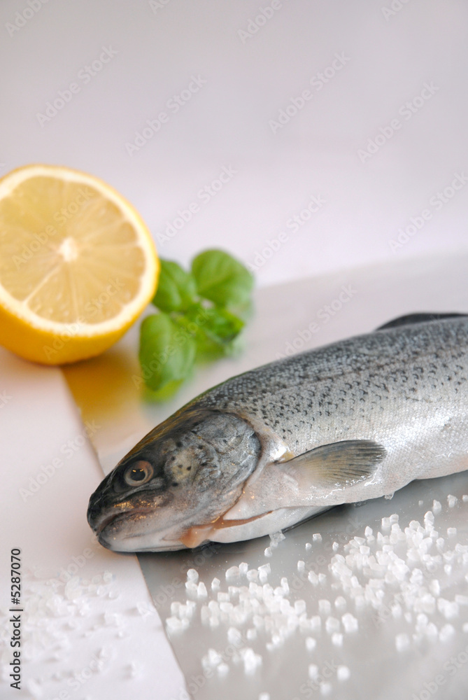 trout trout