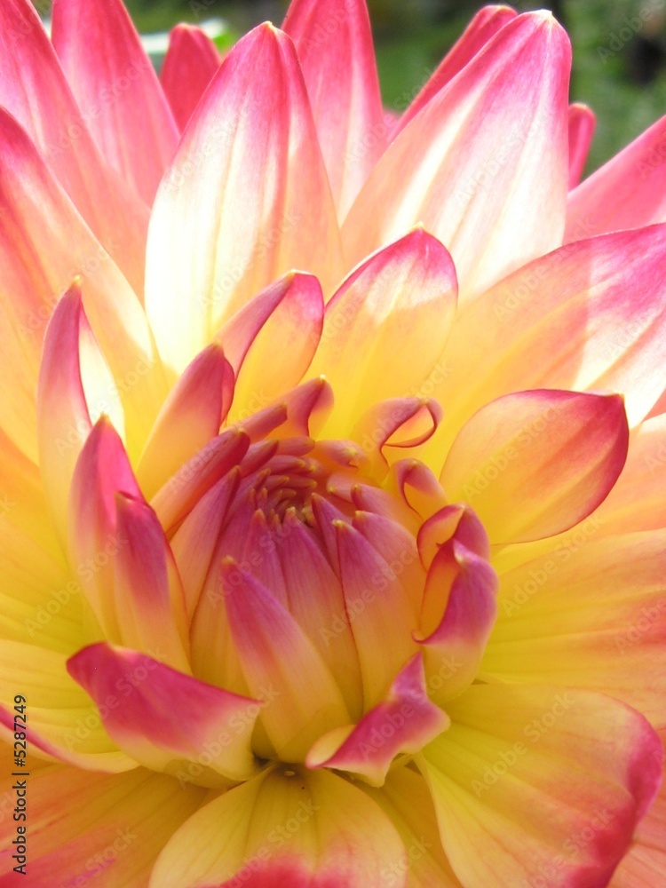 fleur fleur