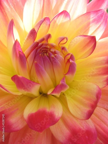 fleur