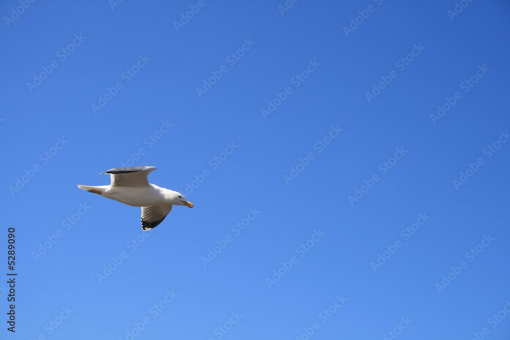 Obraz premium goéland