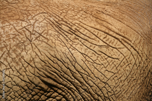 Elephant Skin 2