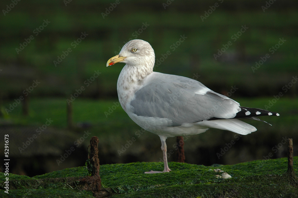 Fototapeta premium goéland argenté