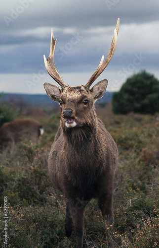 Eye to Eye Stag